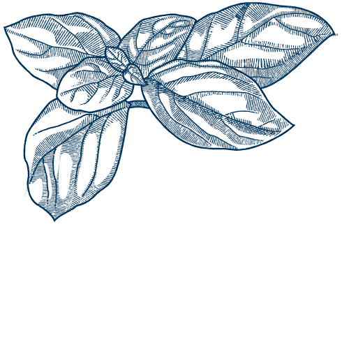 Illustration d'un pied de basilic.